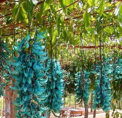 Bees Plant Hub Nema/Blue Jade Vine (Strongylodon macrobotrys) Live Plant