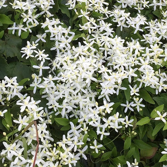 Bees Plant Hub Bridal Bouquet Flower White Live Plant