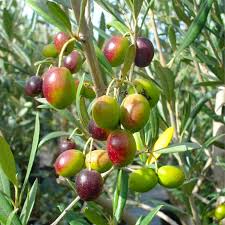 Bees Plant Hub Ceylon Olive Live Plant (Elaeocarpus Serratus)