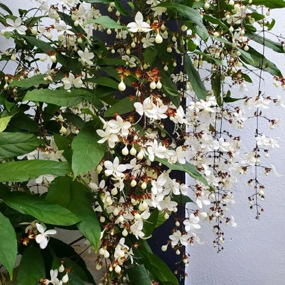 Bees Plant Hub Chains of Glory Flowering Live Plant