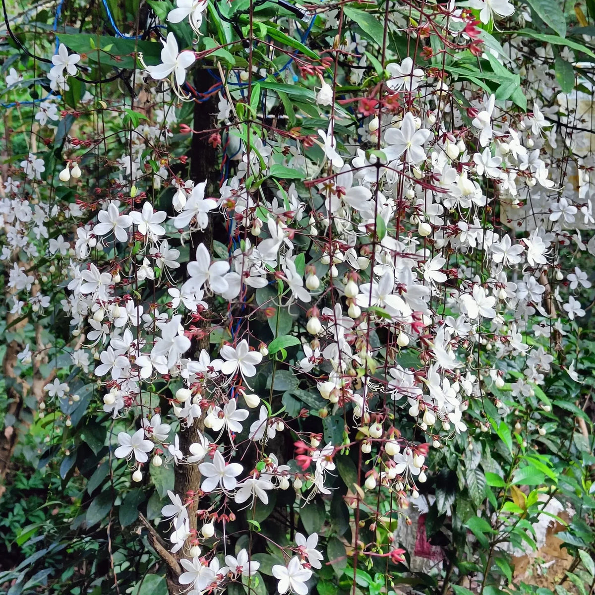 Bees Plant Hub Chains of Glory Flowering Live Plant