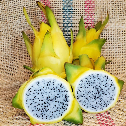 Bees Plant Hub Israel Yellow Dragon Fruit Live Plant