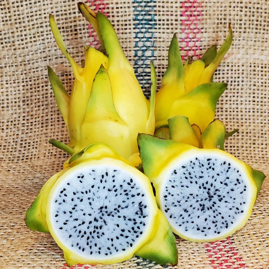 Bees Plant Hub Israel Yellow Dragon Fruit Live Plant