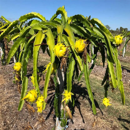 Bees Plant Hub Israel Yellow Dragon Fruit Live Plant