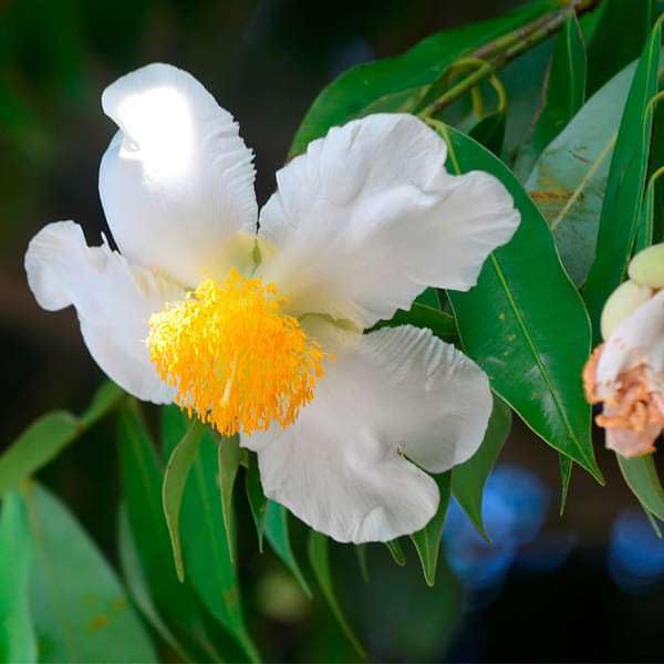 Bees Plant Hub Nagkesar (Ceylon Ironwood) Live Plant