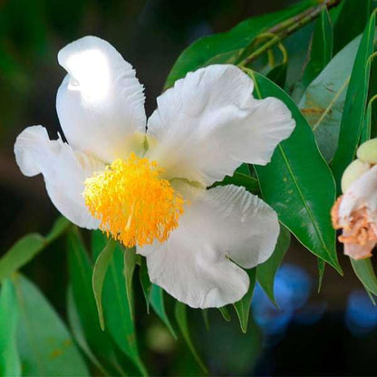 Bees Plant Hub Nagkesar (Ceylon Ironwood) Live Plant
