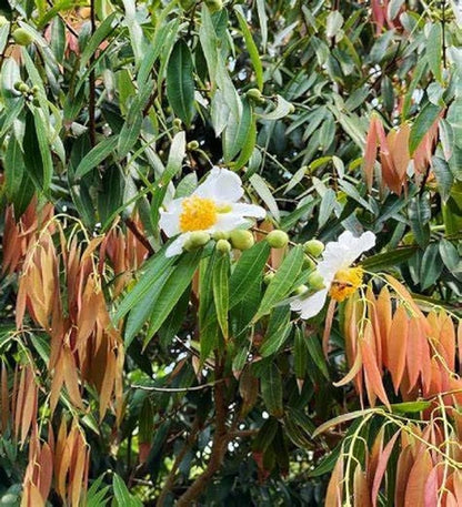 Bees Plant Hub Nagkesar (Ceylon Ironwood) Live Plant