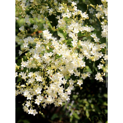 Bees Plant Hub Porana Paniculata (Manimulla) Layered Live Plant