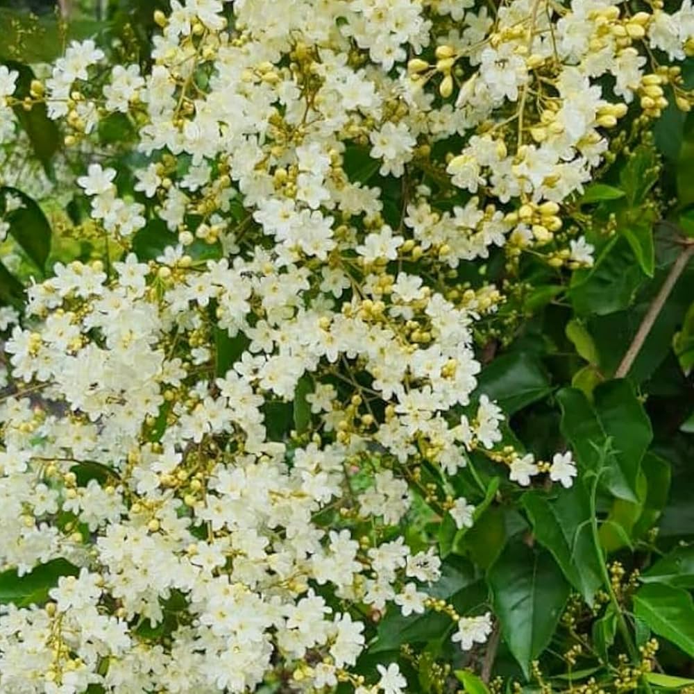Bees Plant Hub Porana Paniculata (Manimulla) Layered Live Plant