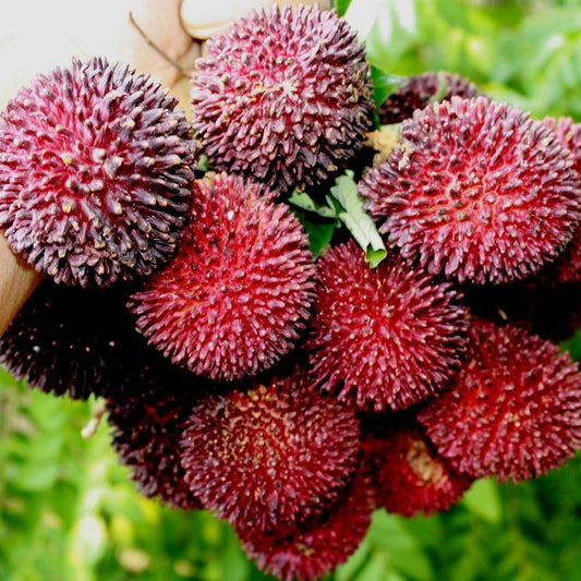 Bees Plant Hub Pulasan Fruit Live Plant (Nephelium Mutabile)