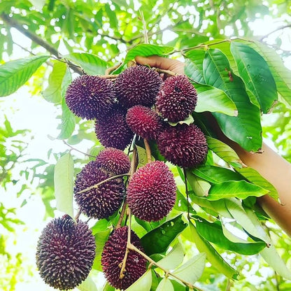 Bees Plant Hub Pulasan Fruit Live Plant (Nephelium Mutabile)