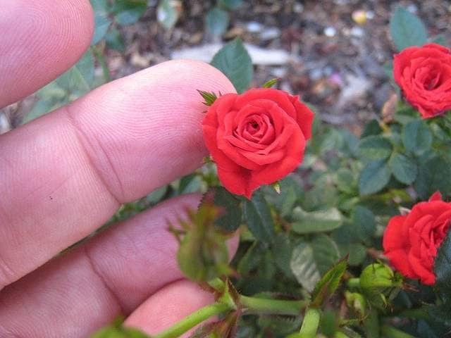 Bees Plant Hub Miniature Red Button Rose Live Plant