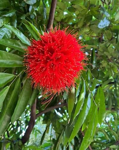 Bees Plant Hub Rose of Venezuela Layered Live Flowering Plant (Brownea)