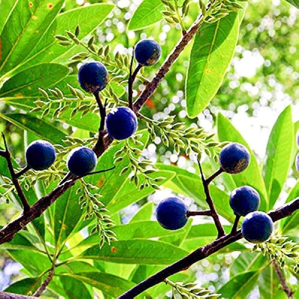 Bees Plant Hub Rudraksh Layered Live Plant