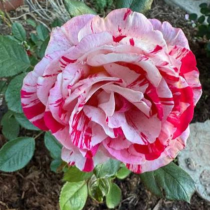 Bees Plant Hub Scentimental Grafted Rose Live Plant