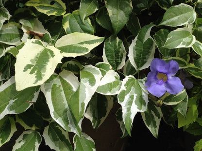 Bees Plant Hub Variegated Thunbergia Grandiflora Vine Live Plant
