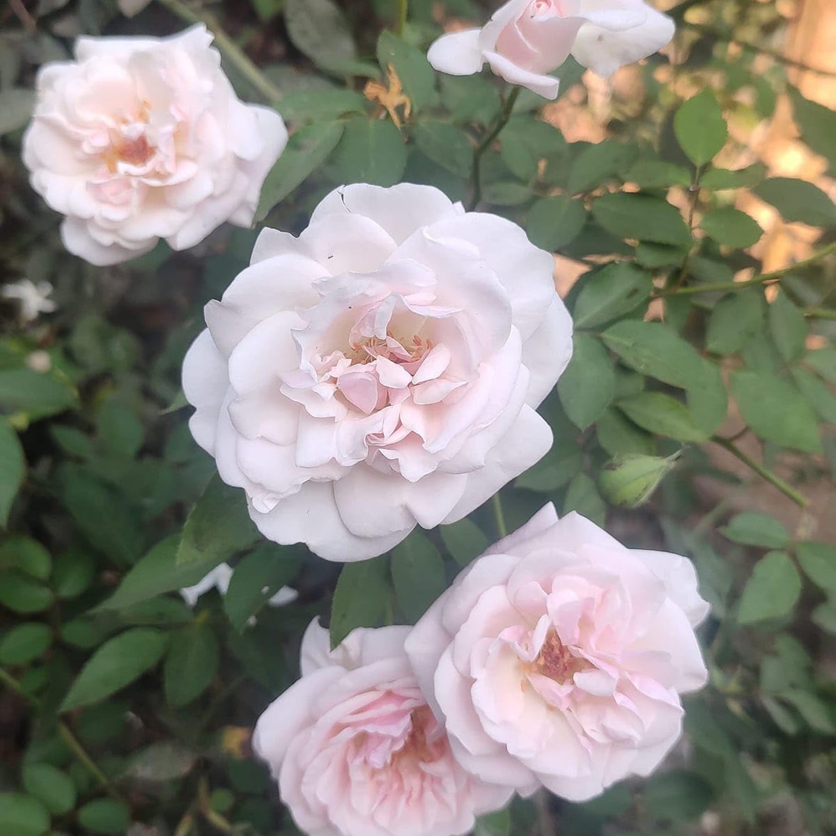 Bees Plant Hub White Button Rose Live Plant