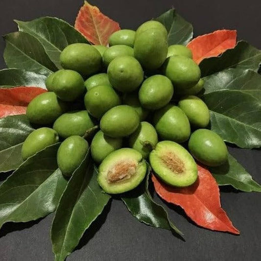 Bees Plant Hub Ceylon Olive Live Plant (Elaeocarpus Serratus)