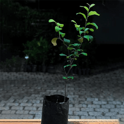Ber Apple Green Live Plant (Ziziphus Mauritiana)