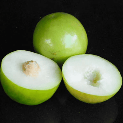 Ber Apple Green Live Plant (Ziziphus Mauritiana)