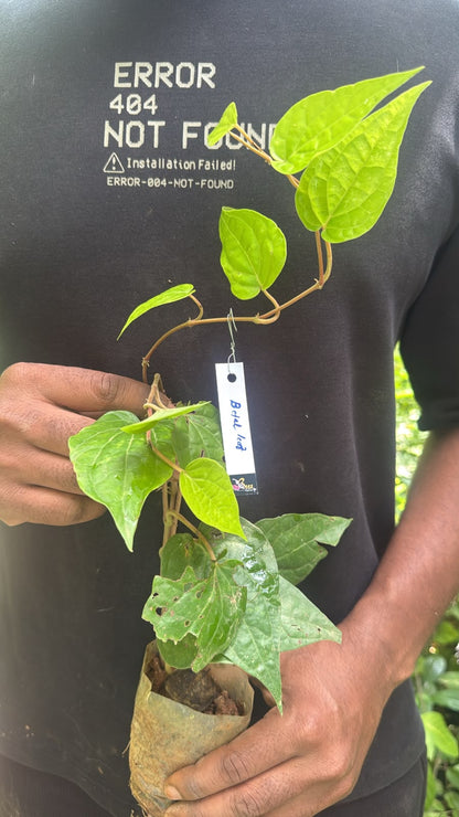 Bees Plant Hub Betal Leaf (Krishna Vetila) Live Plant