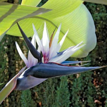 Bees Plant Hub Bird of Paradise Black (Strelitzia reginae) Very Rare Flowering Live Plant