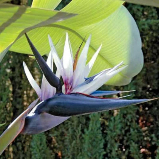 Bees Plant Hub Bird of Paradise Black (Strelitzia reginae) Very Rare Flowering Live Plant
