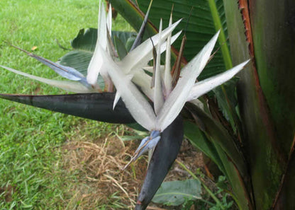 Bees Plant Hub Bird of Paradise Black (Strelitzia reginae) Very Rare Flowering Live Plant