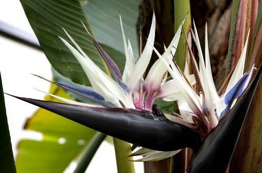 Bees Plant Hub Bird of Paradise Black (Strelitzia reginae) Very Rare Flowering Live Plant