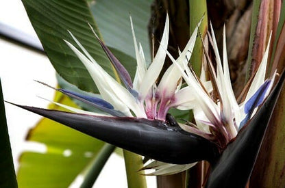 Bees Plant Hub Bird of Paradise Black (Strelitzia reginae) Very Rare Flowering Live Plant
