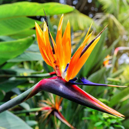 Bees Plant Hub Bird of Paradise Orange (Strelitzia reginae) Very Rare Flowering Live Plant