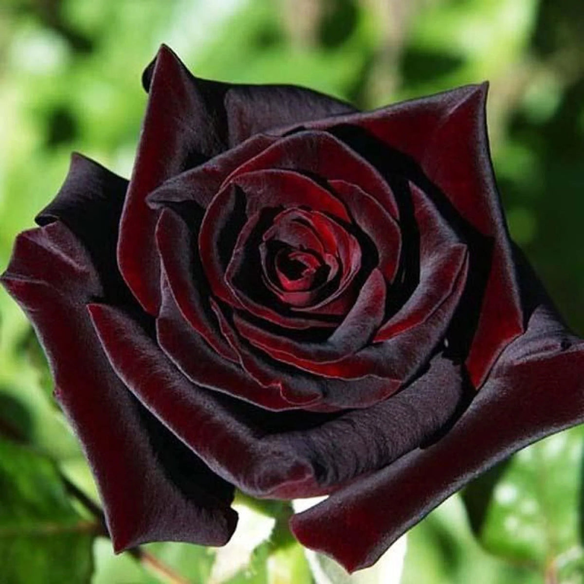 Bees Plant Hub Black Baccara Rose Rare Flowering Live Plant