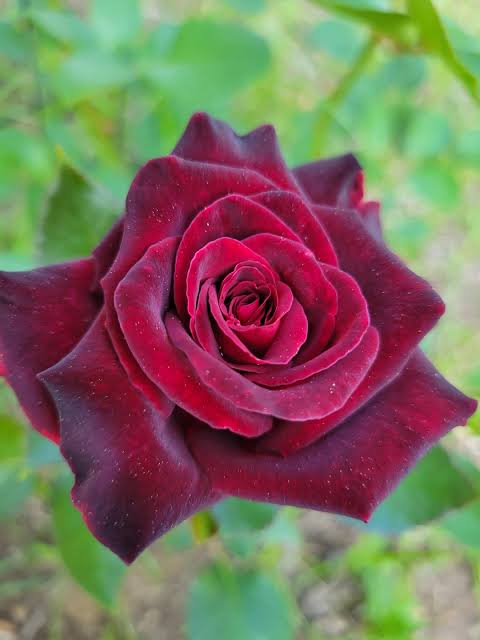 Bees Plant Hub Black Baccara Rose Rare Flowering Live Plant