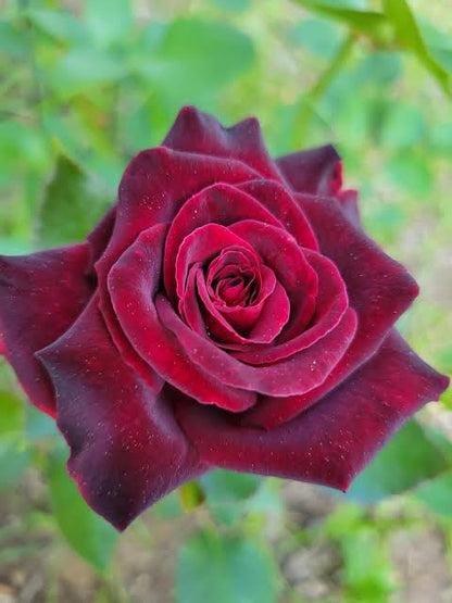 Bees Plant Hub Black Baccara Rose Rare Flowering Live Plant