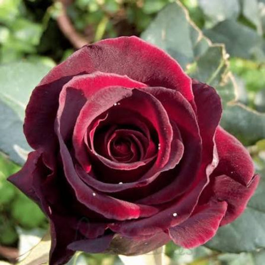 Bees Plant Hub Black Baccara Rose Rare Flowering Live Plant