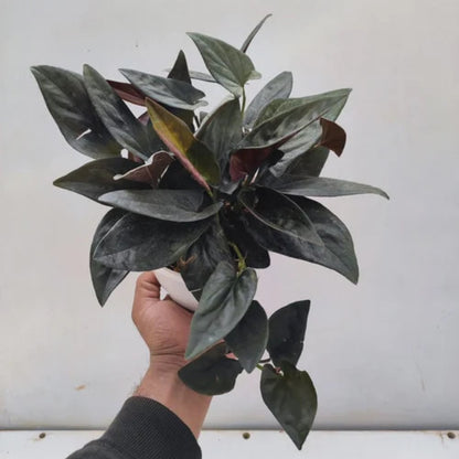 Bees Plant Hub Black Pothos (Syngonium erythrophyllum) Money Plant Indoor Live Plant