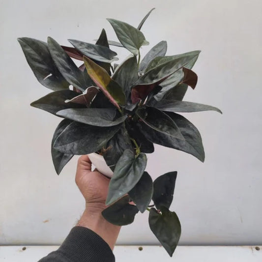 Bees Plant Hub Black Pothos (Syngonium erythrophyllum) Money Plant Indoor Live Plant