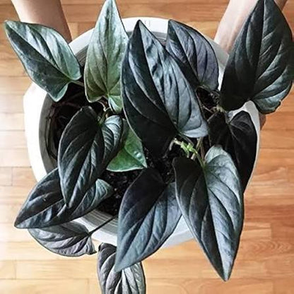 Bees Plant Hub Black Pothos (Syngonium erythrophyllum) Money Plant Indoor Live Plant