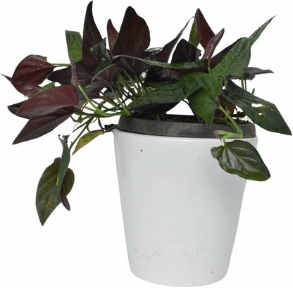 Bees Plant Hub Black Pothos (Syngonium erythrophyllum) Money Plant Indoor Live Plant