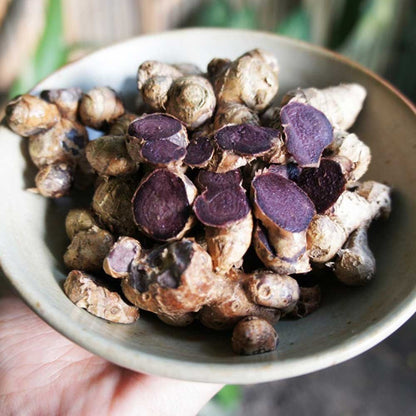 Bees Plant Hub Black Ginger (Kaempferia parviflora) Rare Medicinal Live Plant