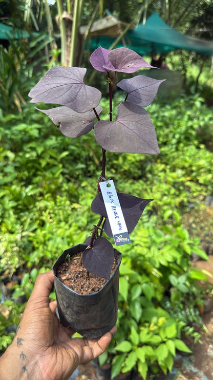 Bees Plant Hub Ipomoea Black Heart Vine Flowering Live Plant