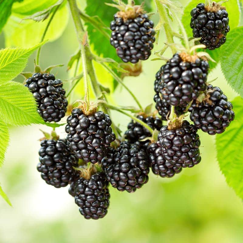 Bees Plant Hub Black Berry Fruit Live Plant (Rubus fruticosus)