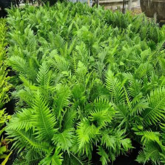 Bees Plant Hub Blechnum gibbum (Oceaniopteris gibba) Dwarf Tree Fern Live Plant