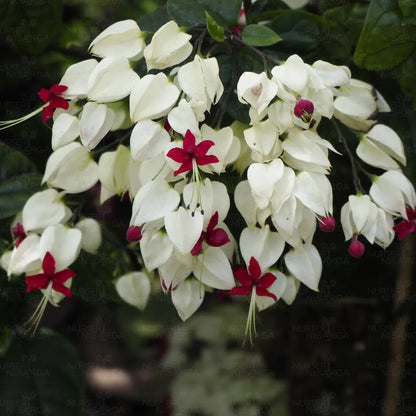 Bees Plant Hub Bleeding-Heart Vine White (Clerodendrum Thomsoniae) Flowering Live Plant