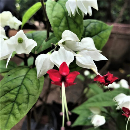 Bees Plant Hub Bleeding-Heart Vine White (Clerodendrum Thomsoniae) Flowering Live Plant