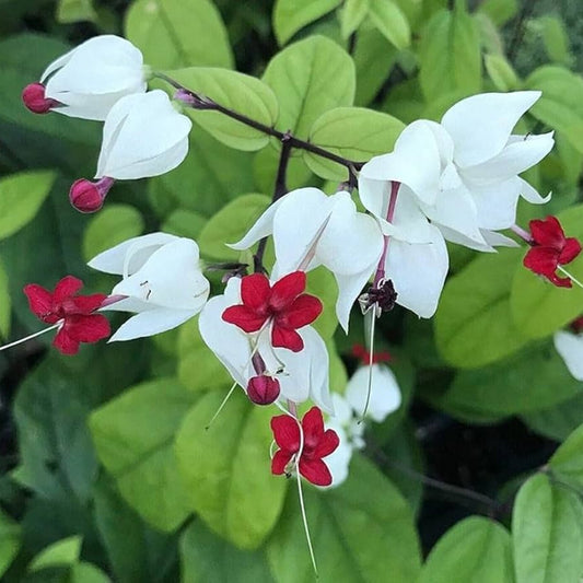 Bees Plant Hub Bleeding-Heart Vine White (Clerodendrum Thomsoniae) Flowering Live Plant