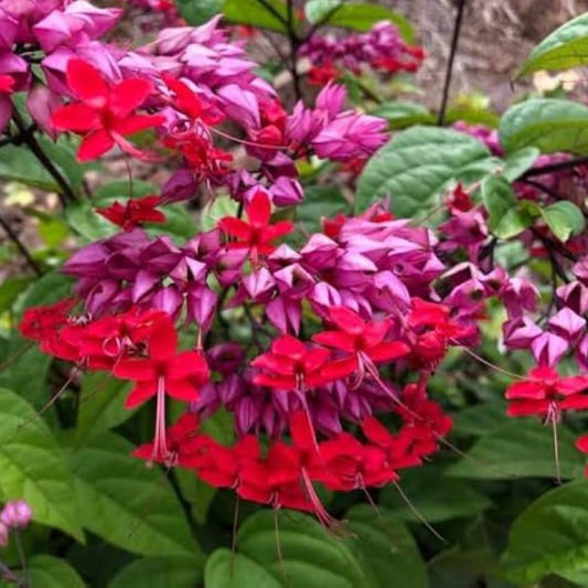 Bees Plant Hub Bleeding-Heart Vine Red (Clerodendrum Thomsoniae) Flowering Live Plant