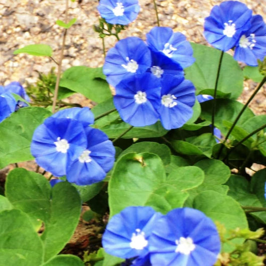 Bees Plant Hub Blue Cluster Vine (Jacquemontia pentanthos) Flowering Live Plant