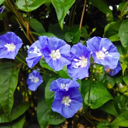 Bees Plant Hub Blue Cluster Vine (Jacquemontia pentanthos) Flowering Live Plant