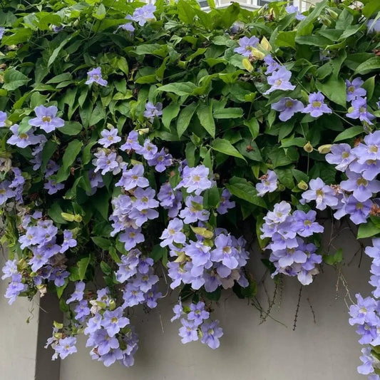 Bees Plant Hub Blue Trumpet Vine (Thunbergia grandiflora) All Time Flowering Live Plant